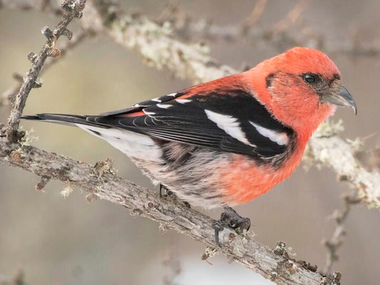 White-winged Crossbill