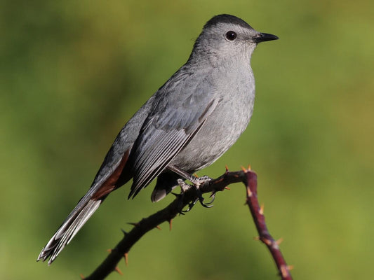 Gray Catbird