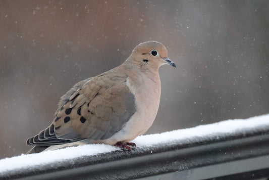 Mourning Dove