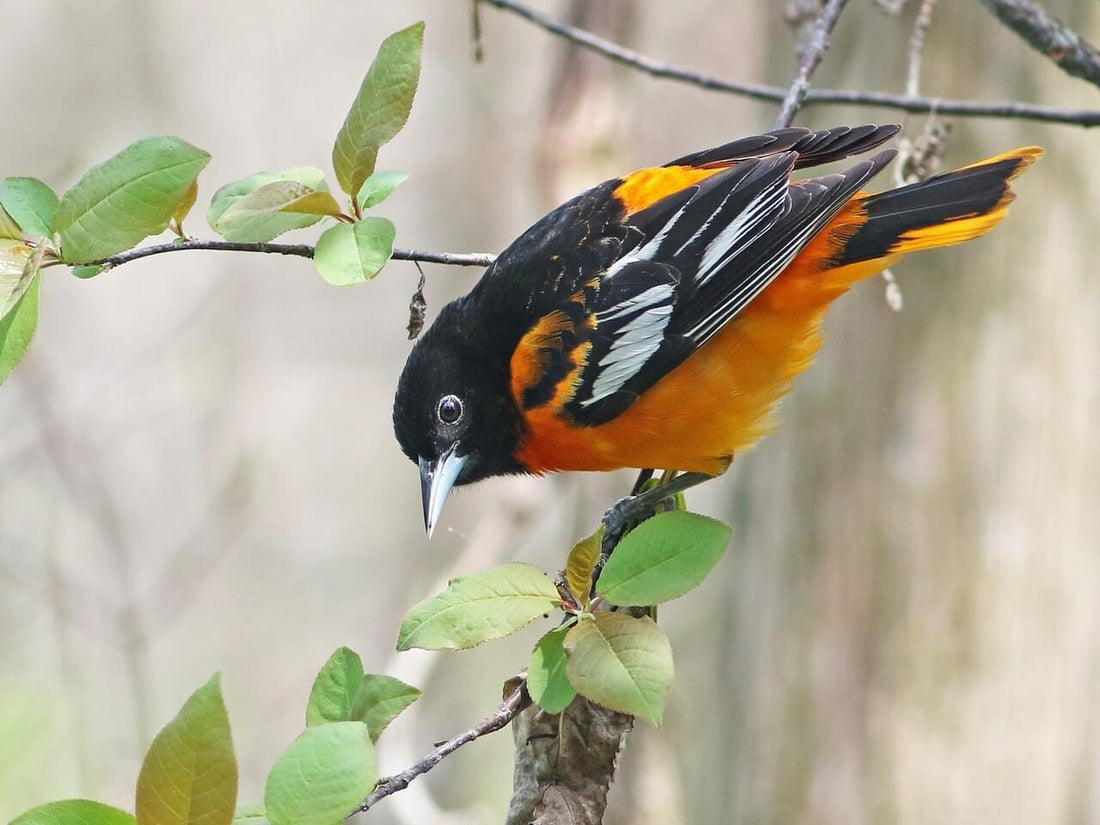 Baltimore Oriole