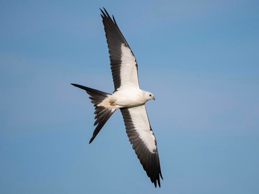 Swallow-tailed Kite