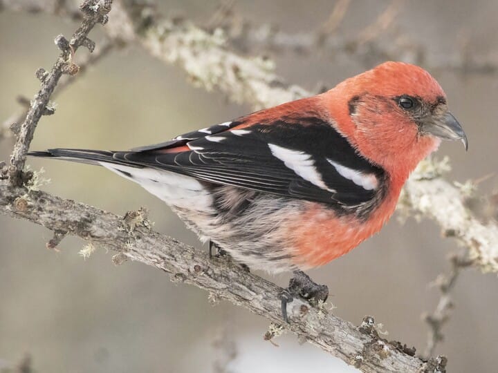 White-winged Crossbill
